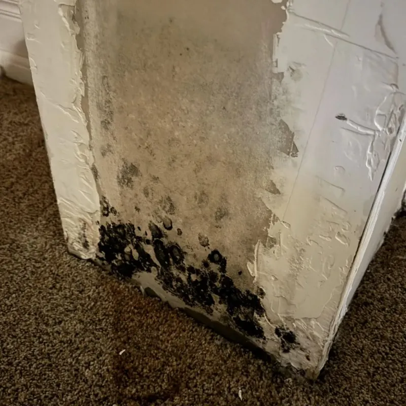 Professional Mold Removal in Irwin, SC